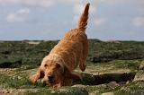 BASSET FAUVE DE BRETAGNE 019